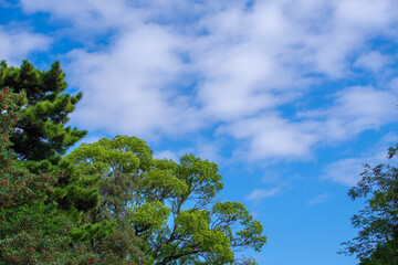 青空と雲と緑