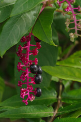 アメリカヤマゴボウ