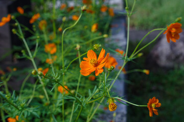 キバナコスモスと蝶々