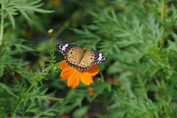 キバナコスモスと蝶々