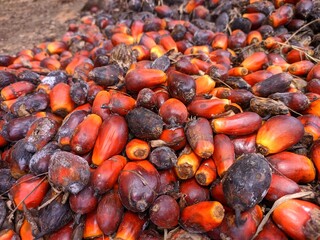 oil palm fruit is too ripe to become brondolan