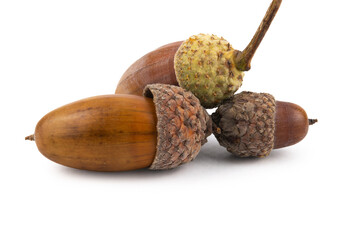 A brown dried acorn with a cap and a stalk sticking out of it