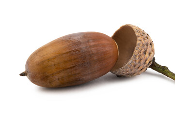 A brown dried acorn with a cap and a stalk sticking out of it