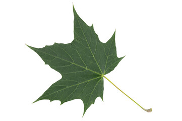 Fototapeta premium Autumn yellow dried elm leaf with dark veins