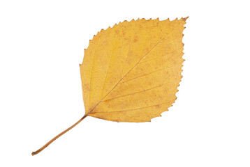 Autumn yellow dried birch leaf with dark veins