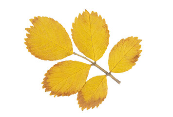 Fallen autumn dried yellow-red leaves