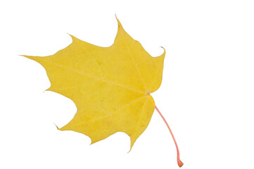 Autumn dried maple leaf fallen from a tree