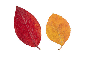 Fallen autumn dried yellow-red leaves