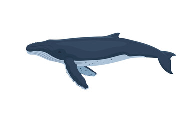 Vector humpback whale