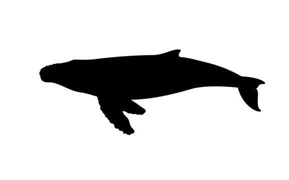 Silhouette of a humpback whale