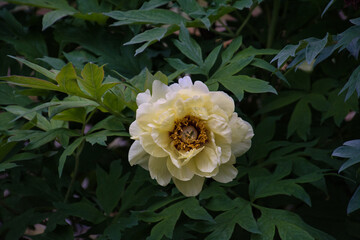 The yellow peony blooming in the precincts of Kennin-Ji temple.  Kyoto Japan  
