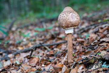 A young round parasol mushroom in the forest 