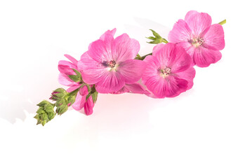 Fototapeta na wymiar Flower arrangement of fresh sprig of pink sidalcea, for design and congratulations.