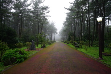 Fototapeta premium pathway in misty autumn forest