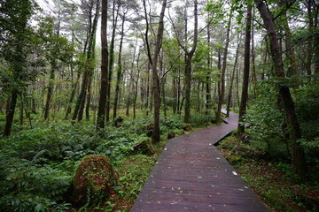 autumn cedar forest with pathway