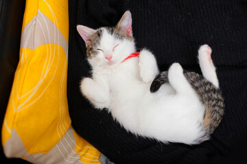 お腹をだしたまま腕の隙間で寝る子猫