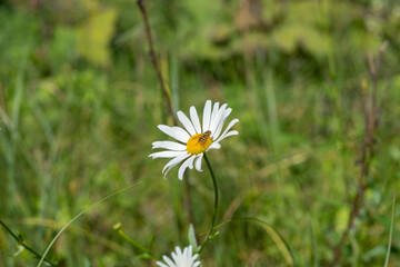 Oxeye daisy with a bee on it in the blurred green grass