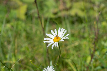 Oxeye daisy with a bee on it in the blurred green grass