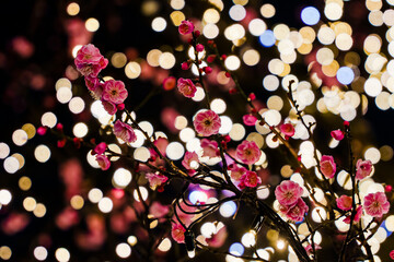 梅の花と玉ボケ