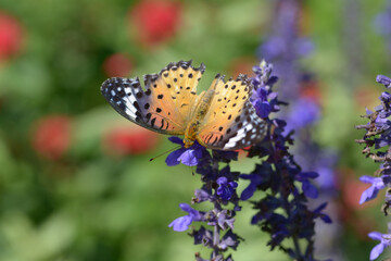 ツマグロヒョウモン