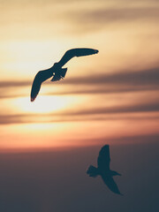 Vintage toned silhouette seagull on sunset background