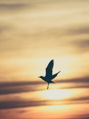 Vintage toned silhouette seagull on sunset background
