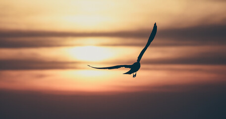 Vintage toned silhouette seagull on sunset background