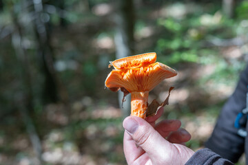 A man picked a saffron milk cap (red pine) mushroom in the forest and holds it in his hand with a broken edge and the inside of the cap visible