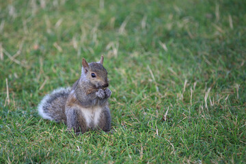 Östliches Grauhörnchen / Eastern gray squirrel / Sciurus carolinensis
