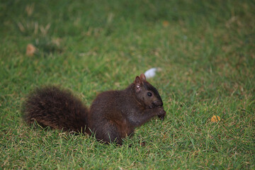 Östliches Grauhörnchen / Eastern gray squirrel / Sciurus carolinensis