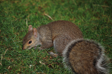 Östliches Grauhörnchen / Eastern gray squirrel / Sciurus carolinensis
