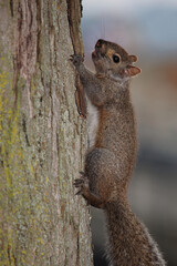 Östliches Grauhörnchen / Eastern gray squirrel / Sciurus carolinensis