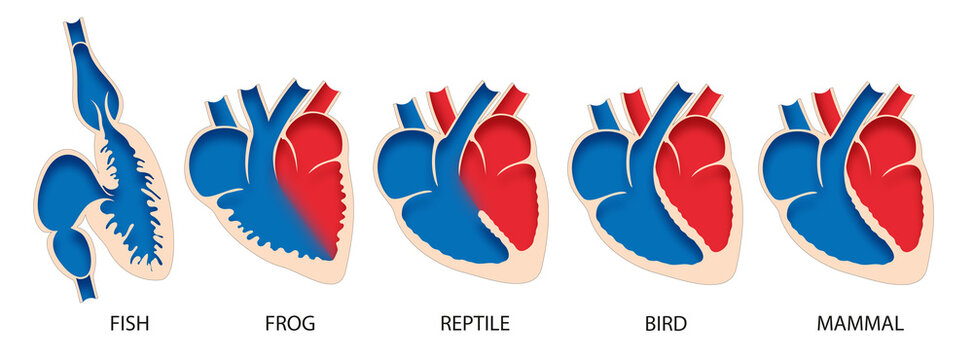 Comparative anatomy of heart in vertebrates