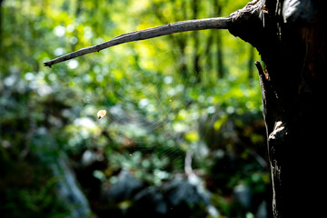 Spider web between branch and trunk of old tree in forest with blurred background of forest greenery