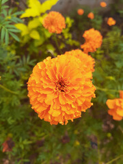 orange dahlia flower