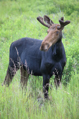 Elch / Moose / Alces alces