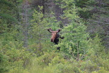 Elch / Moose / Alces alces