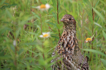 Kragenhuhn / Ruffed grouse / Bonasa umbellus