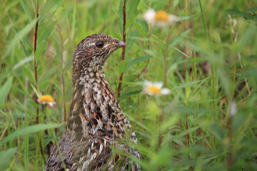Kragenhuhn / Ruffed grouse / Bonasa umbellus