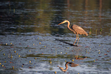 Kanadareiher / Great blue heron / Ardea herodias