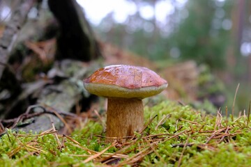 Wet from the rain, growing  in blackberry bushes, mushroom Imleria badia, commonly known as the bay bolete - edible, very tasty mushroom. 