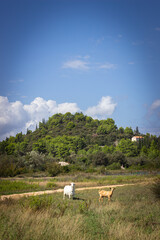 White and small brown goat with hill on the background in Croatia Korčula