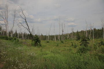 Chapleau Crown Game Preserve / Chapleau Crown Game Preserve /