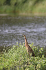Nordamerikanische Rohrdommel / American bittern / Botaurus lentiginosus