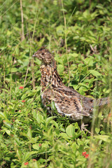 Kragenhuhn / Ruffed grouse / Bonasa umbellus