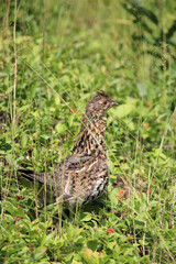Kragenhuhn / Ruffed grouse / Bonasa umbellus
