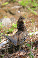 Kragenhuhn / Ruffed grouse / Bonasa umbellus