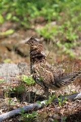 Kragenhuhn / Ruffed grouse / Bonasa umbellus