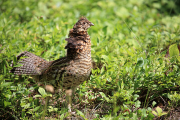 Kragenhuhn / Ruffed grouse / Bonasa umbellus