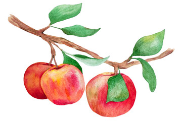 red apples on branch with leaves